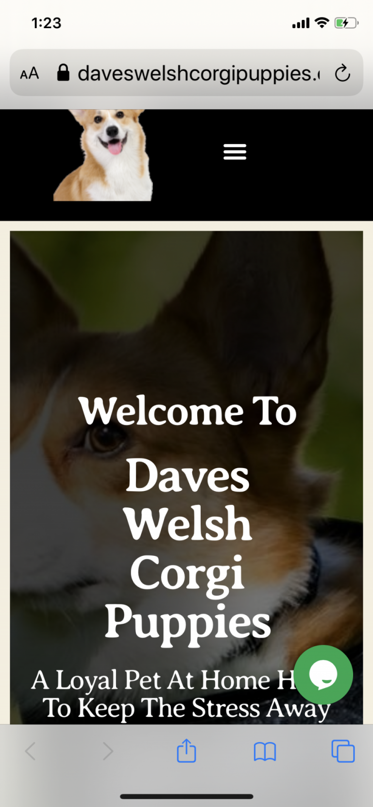 Dave’s Welsh Corgi Puppies
